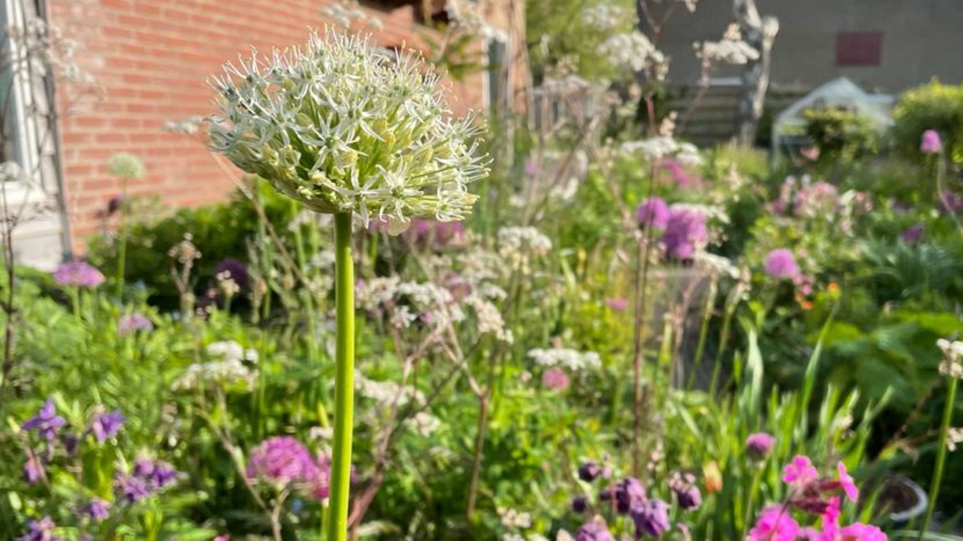 Ien fan de planten dy't te bewûnderjen is op de iepentunedei
