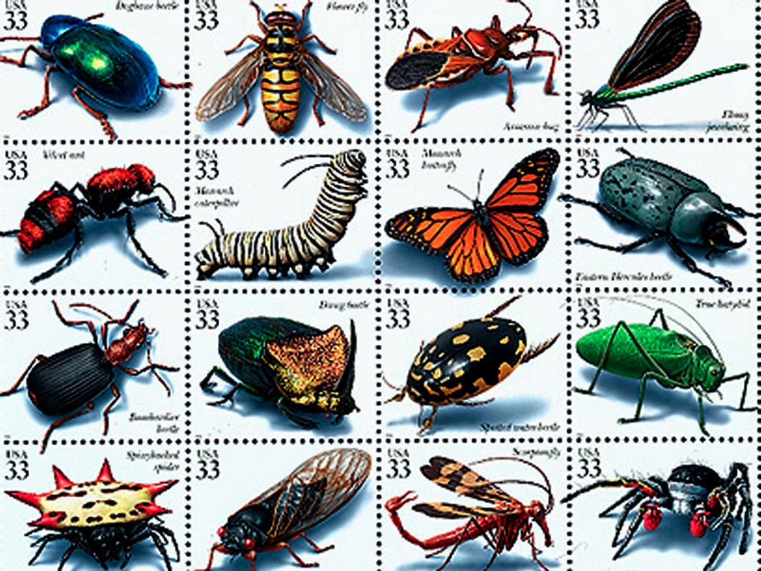29-05-insecten.jpg