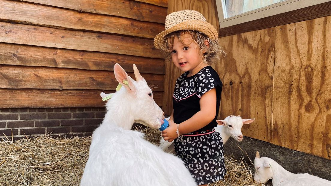 Het is gezellig druk bij Geertje's Hoeve in Utrecht. Dit meisje is niet bang. De jonge geitjes snuffelen nieuwsgierig aan het meisje, terwijl een oudere geit aan het flesje sjort.