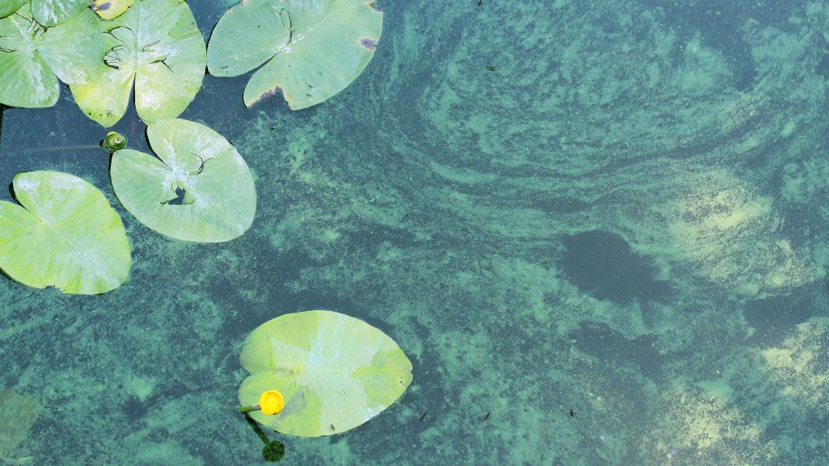 Blauwalg aangetroffen in zwemwater Leeuwarden en Sumar