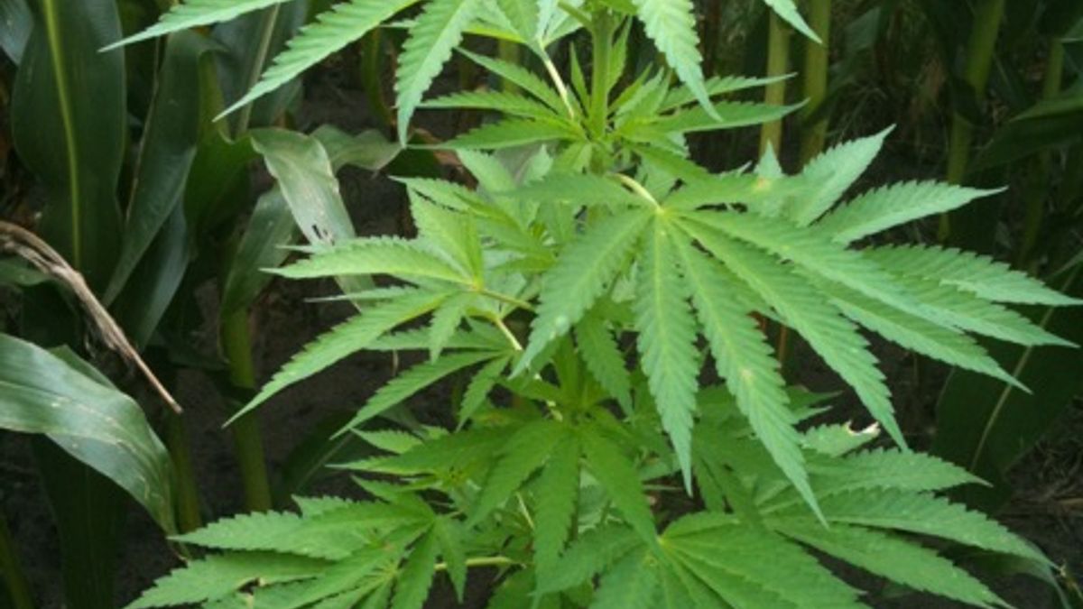 Hennepkwekerij ontmanteld in Coevorden