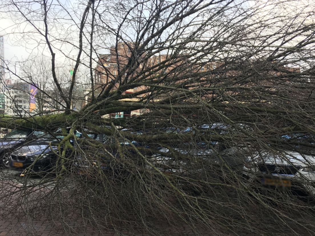 Een boom is op een aantal auto's bij de Oude Haven gevallen.