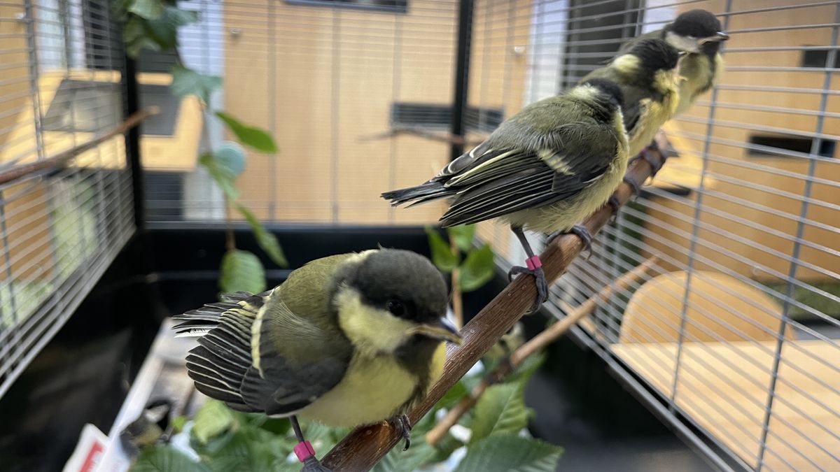 Dieren lijden onder de warmte: drukte bij Fûgelhelling in Ureterp