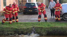 112-nieuws: Brandweer redt ree in Nieuwe Pekela • Automobilist botst op boom bij Uithuizen