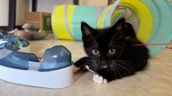 Topdrukte bij dit dierenasiel door vakantie: ‘Kittens blijven maar binnenkomen’ Home