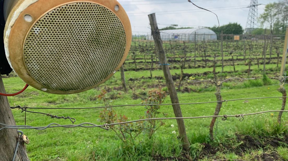 Klassieke muziek schalt uit de speakers tussen de wijnranken van De Reestlandhoeve in Balkbrug