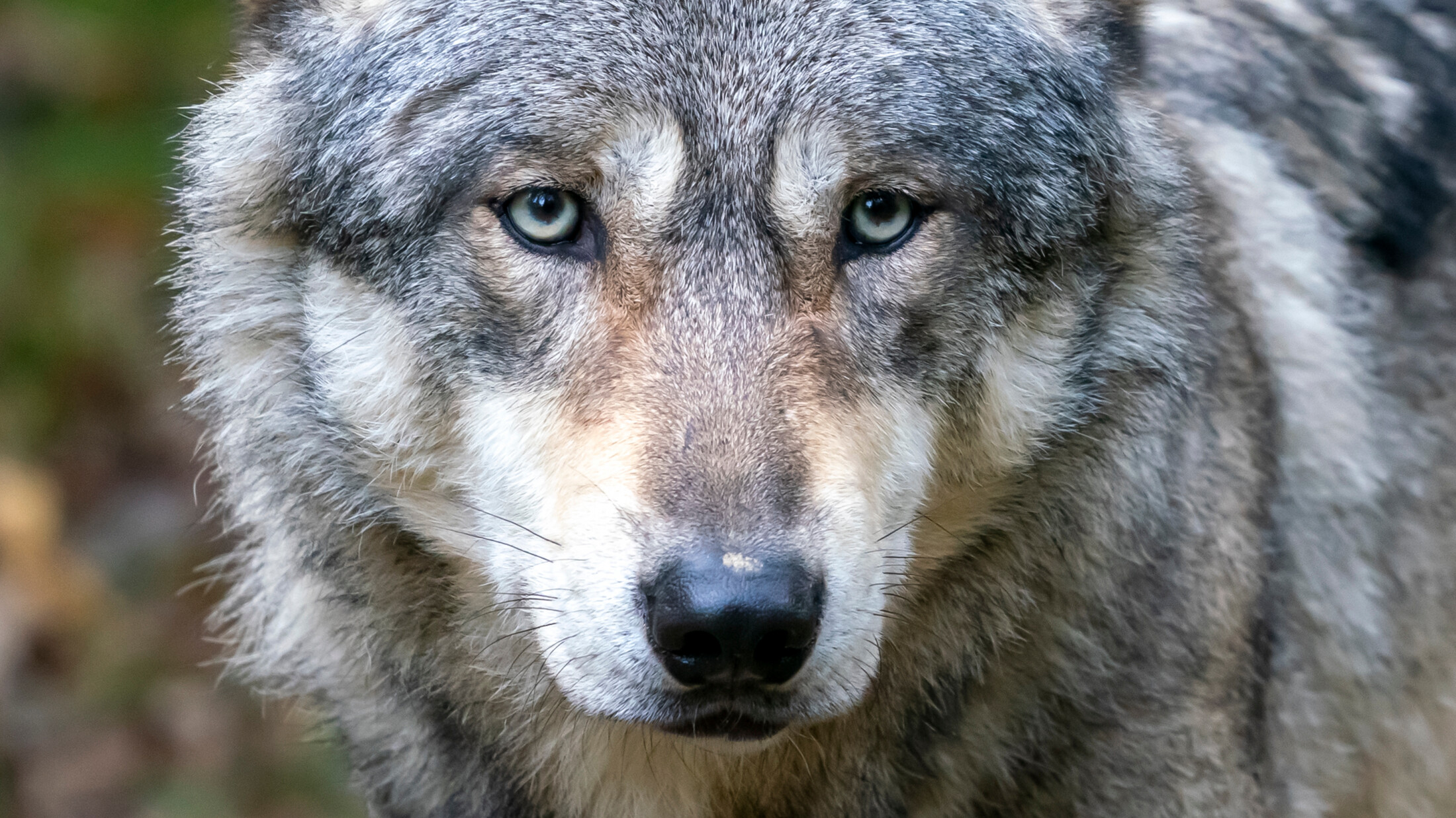 Hoe reagearret in wolf op in stek? Dat wurdt ûndersocht