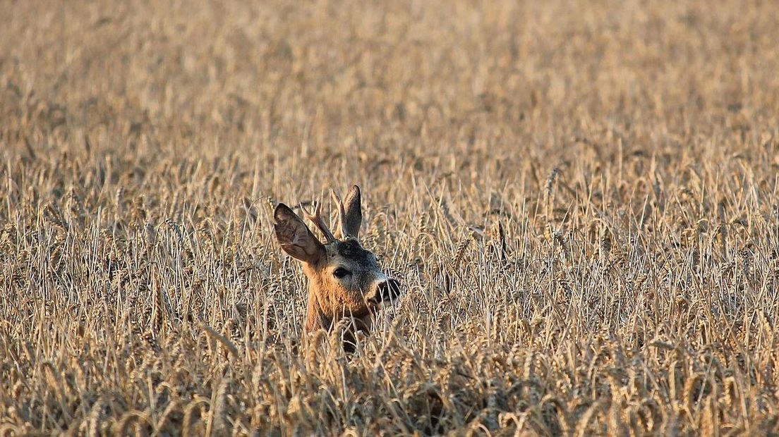 Er moeten meer maatregelen worden genomen om aanrijdingen met wild te voorkomen, vinden Drentse jagers (Rechten: Pixabay)