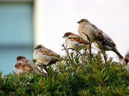 Vleermuizen en huismussen in kaart gebracht: De Wolden laat inwoners sneller verduurzamen