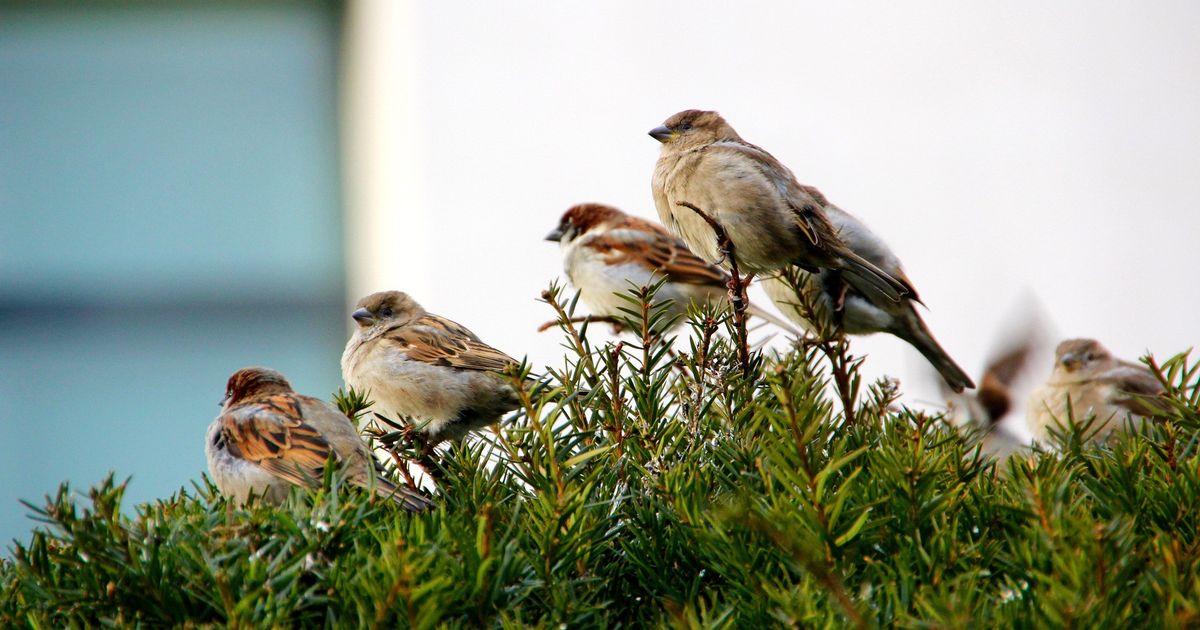 Vleermuizen en gierzwaluwen in kaart gebracht: De Wolden laat inwoners sneller verduurzamen