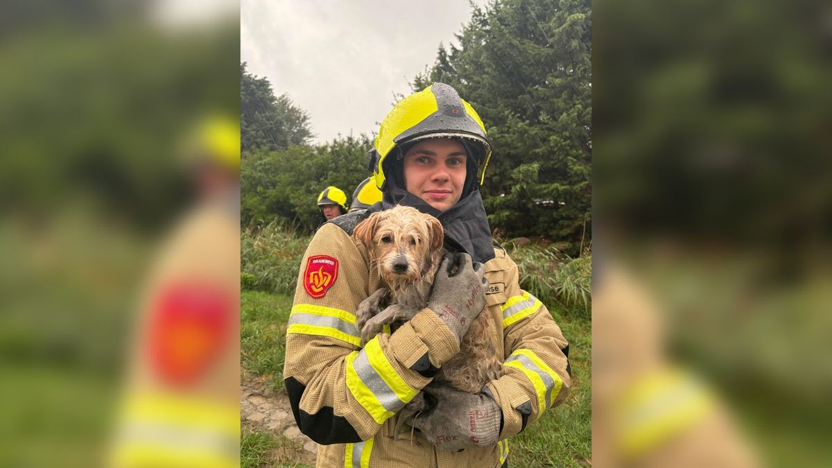 Hondje gered door brandweer in Vrouwenpolder