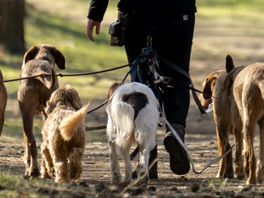 'Alleen maar verliezers' bij luxe pension in Woudenberg, 10 honden dood aangetroffen