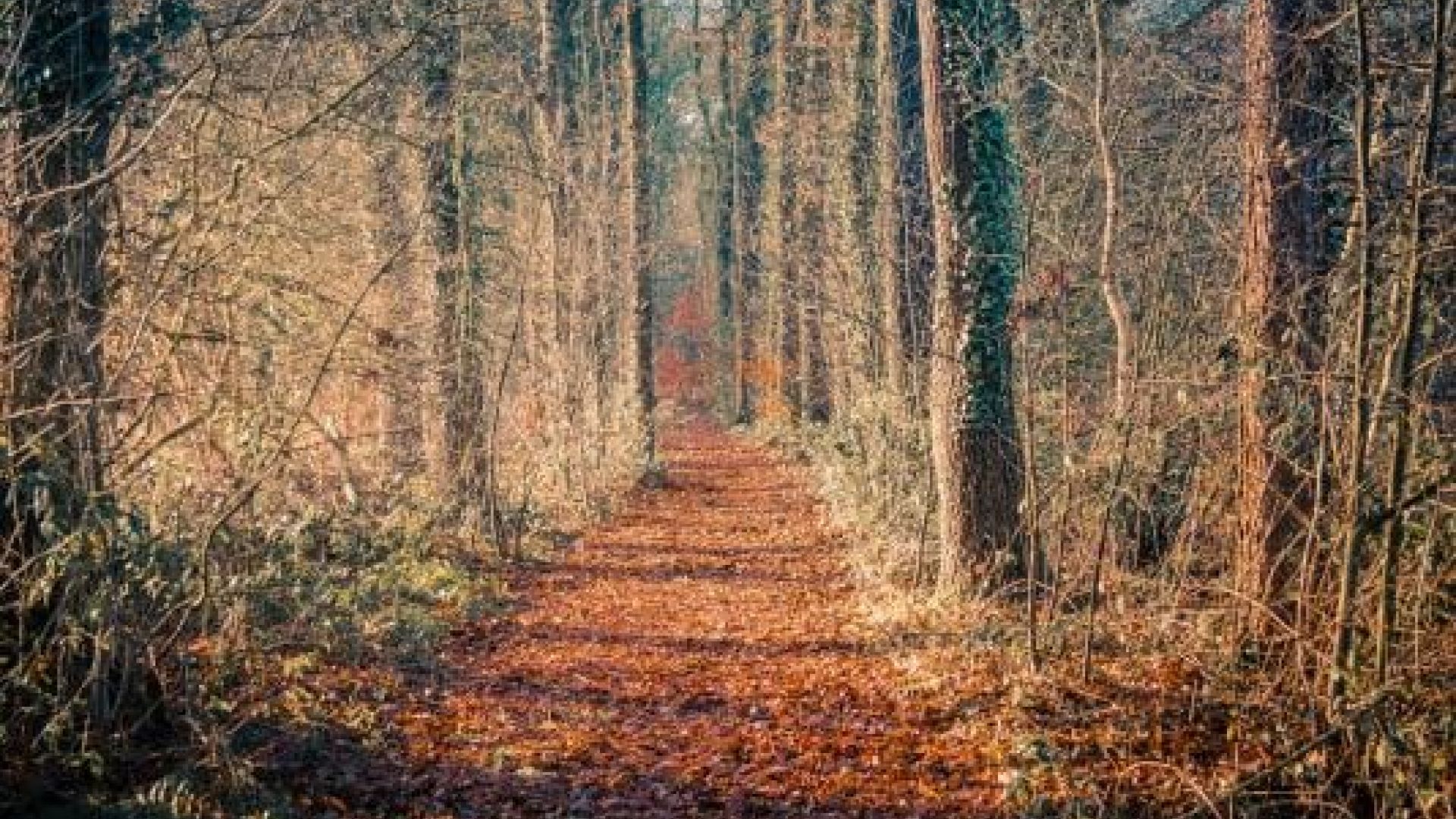 Boswachters organiseren herfstwandeling over scholtengoederen bij Winterswijk.
