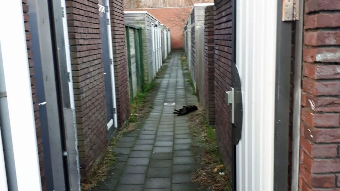 De kat werd met een touw om zijn hals aangetroffen