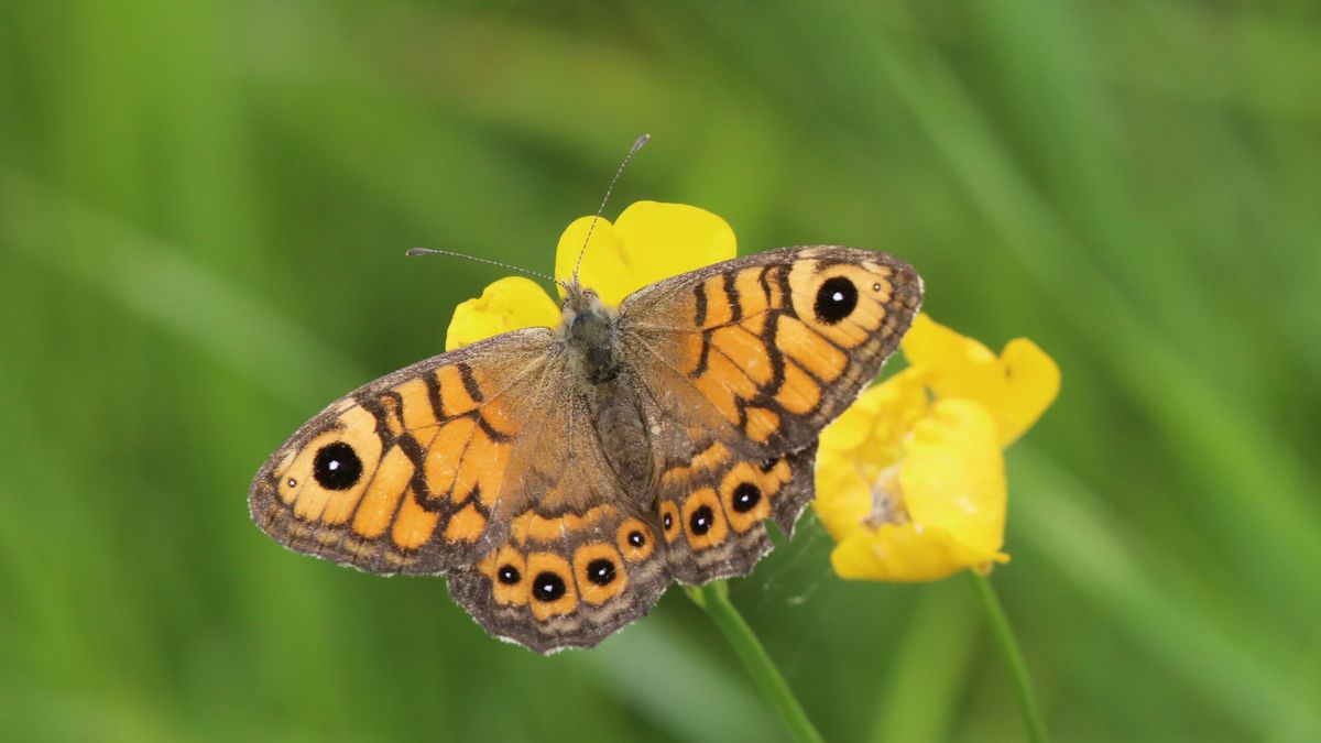 Dreigt de 'Koningin van de Weide' uit te sterven? Als het aan deze actiegroep ligt niet