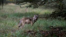 Provincie blij met plan om wolf zelfde status te geven als edelhert en zwijn