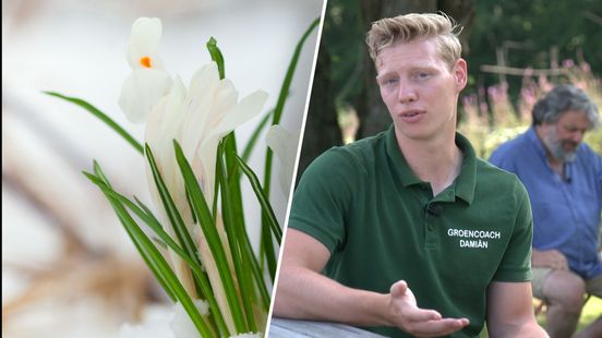 De verborgen voordelen van kou en sneeuw voor je tuin