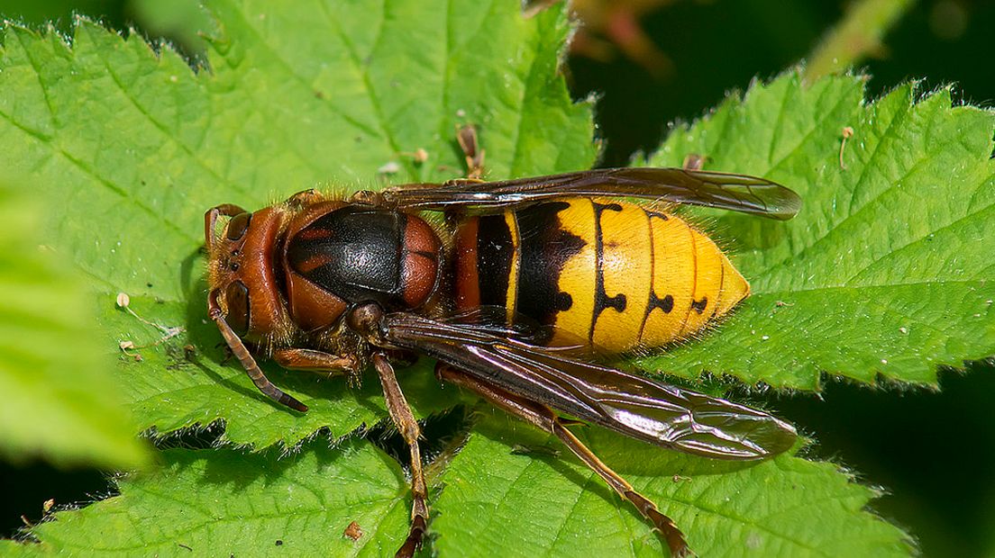 Een hoornaar (Rechten: Flickr / Ouwesok)