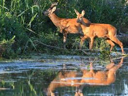 Chris Natuurlijk van 23 december: Speuren naar reeën in de Biesbosch