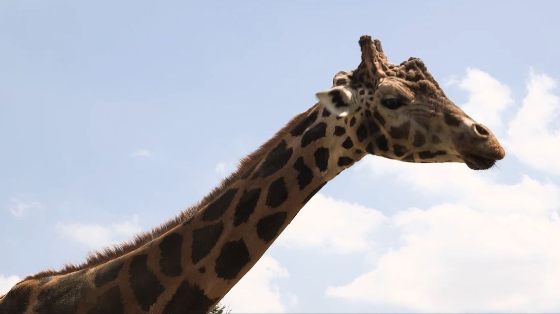 Kimbar in de dierentuin in Wenen