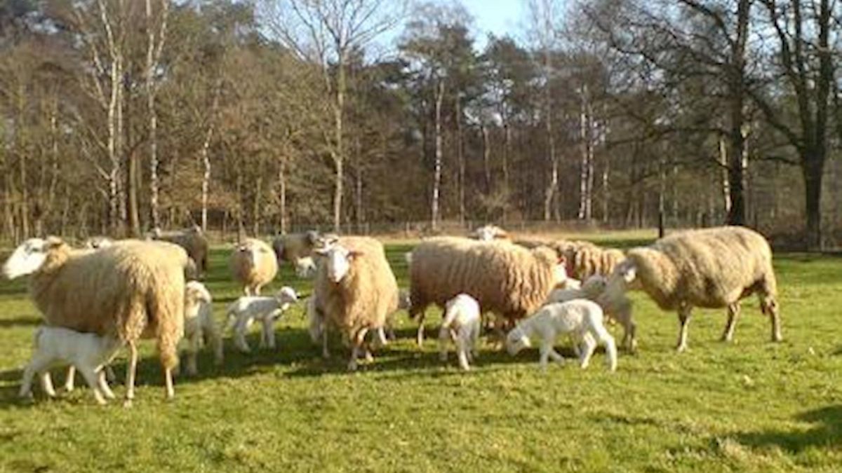 Veel lammetjes op de Lemelerberg
