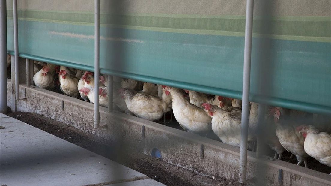 Deze kippen moeten binnen blijven vanwege de ophokplicht (archieffoto)
