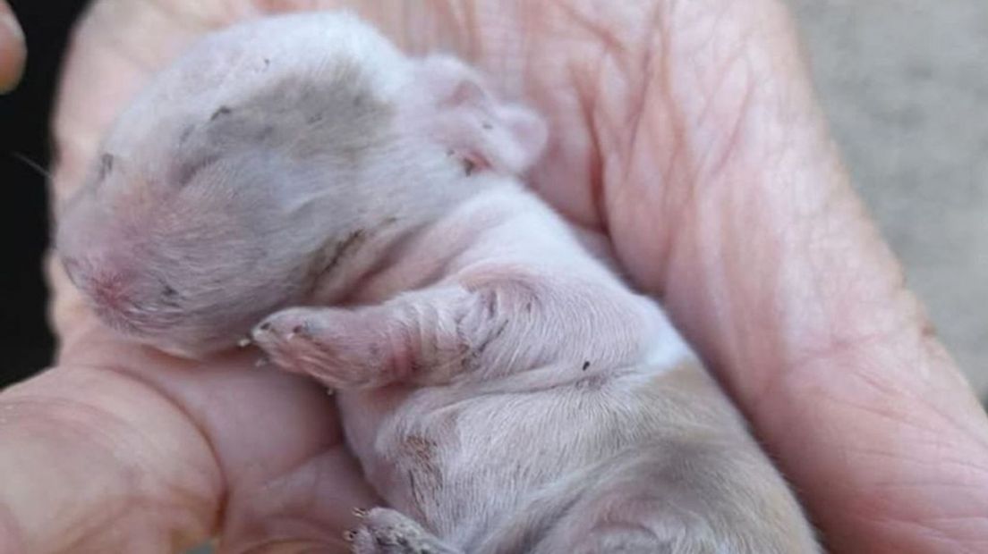 De piepjonge puppy die in juli werd gevonden redde het niet.