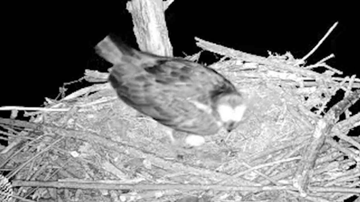 Ei, ei, ei en we zijn zo blij: visarend in de Biesbosch legt haar