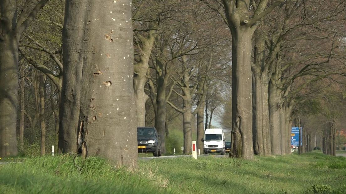 Bijna 200 zieke bomen gaan tegen de vlakte.