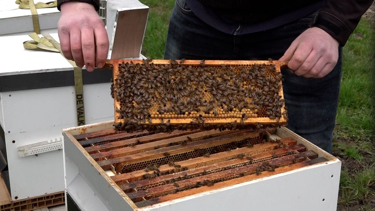 Fruittelers krijgen hulp van bijen