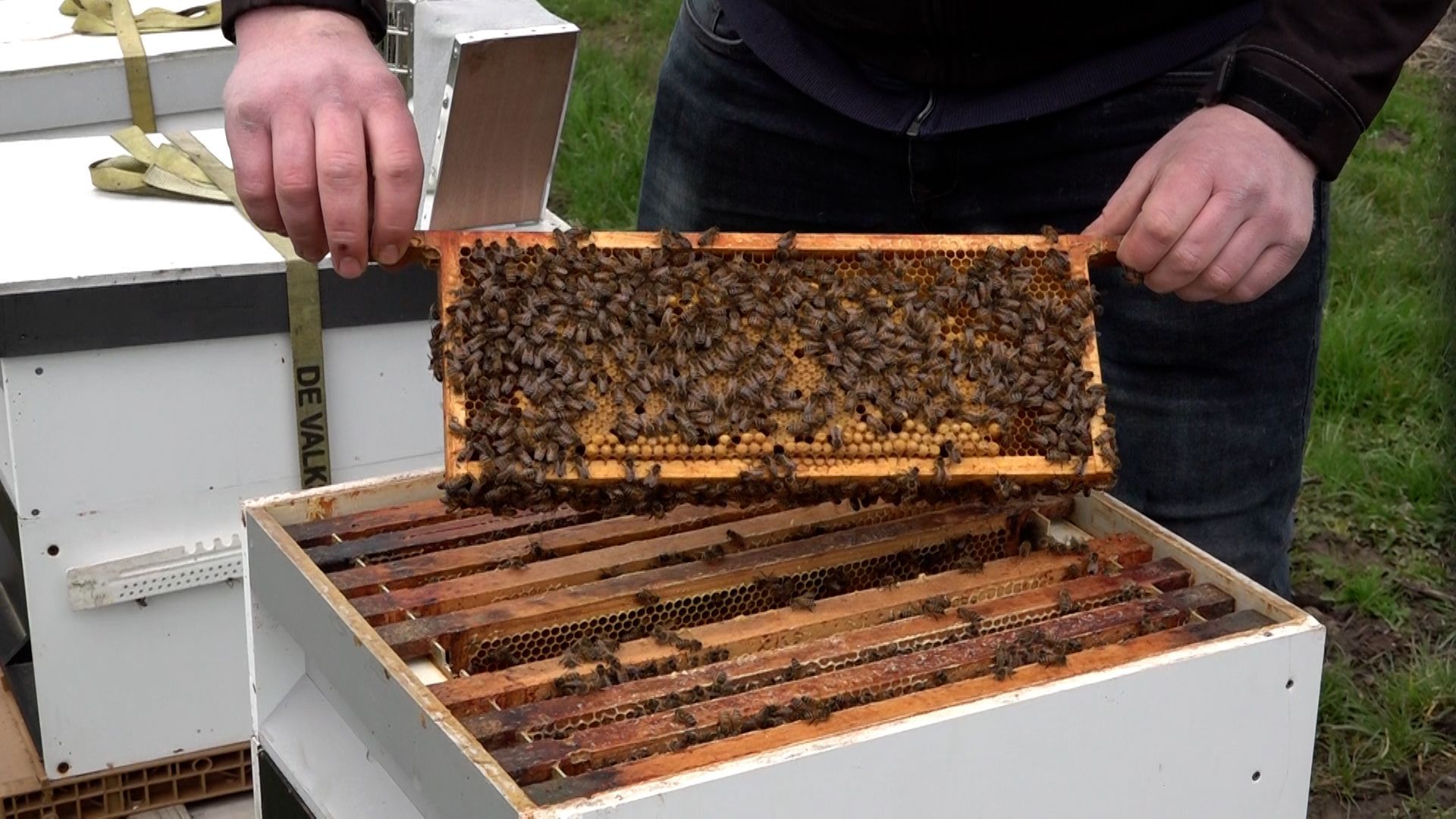 Twaalf bijenhotels geplaatst voor onderzoek naar wilde bijen.