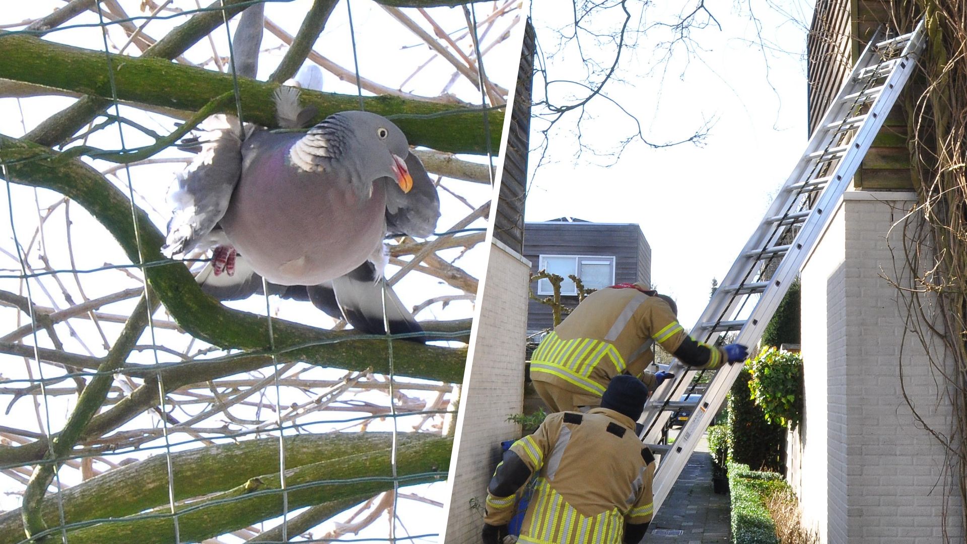 Duif werkt zichzelf in de nesten en heeft hulp van brandweer nodig
