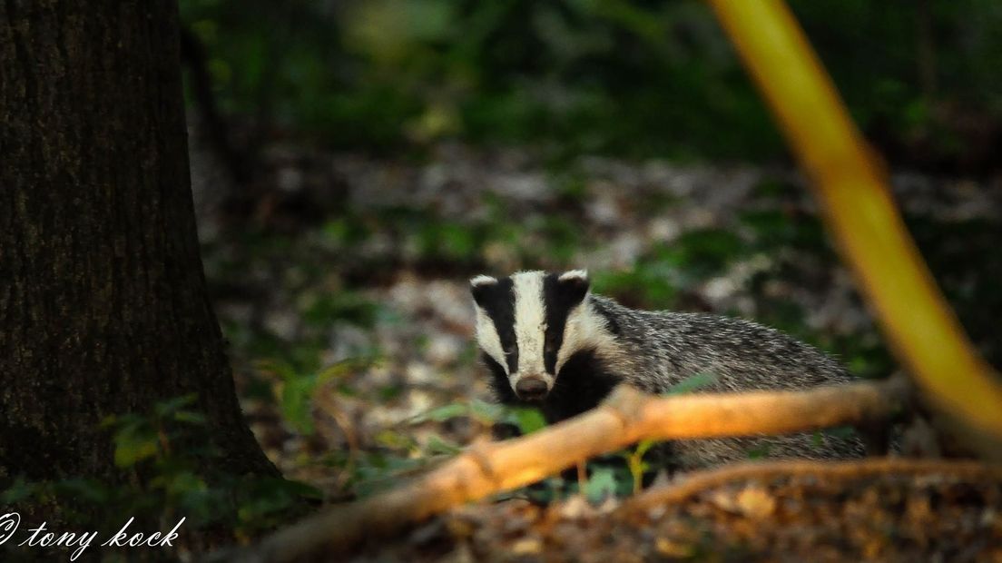 Deze maand is de verkiezing van het mooiste natuurgebied van Nederland. 13 gebieden doen mee en de eerste drie krijgen ieder drie ton om meer bezoekers naar hun gebied te lokken. Natuurlijk hoort onze Veluwe bij de genomineerden.