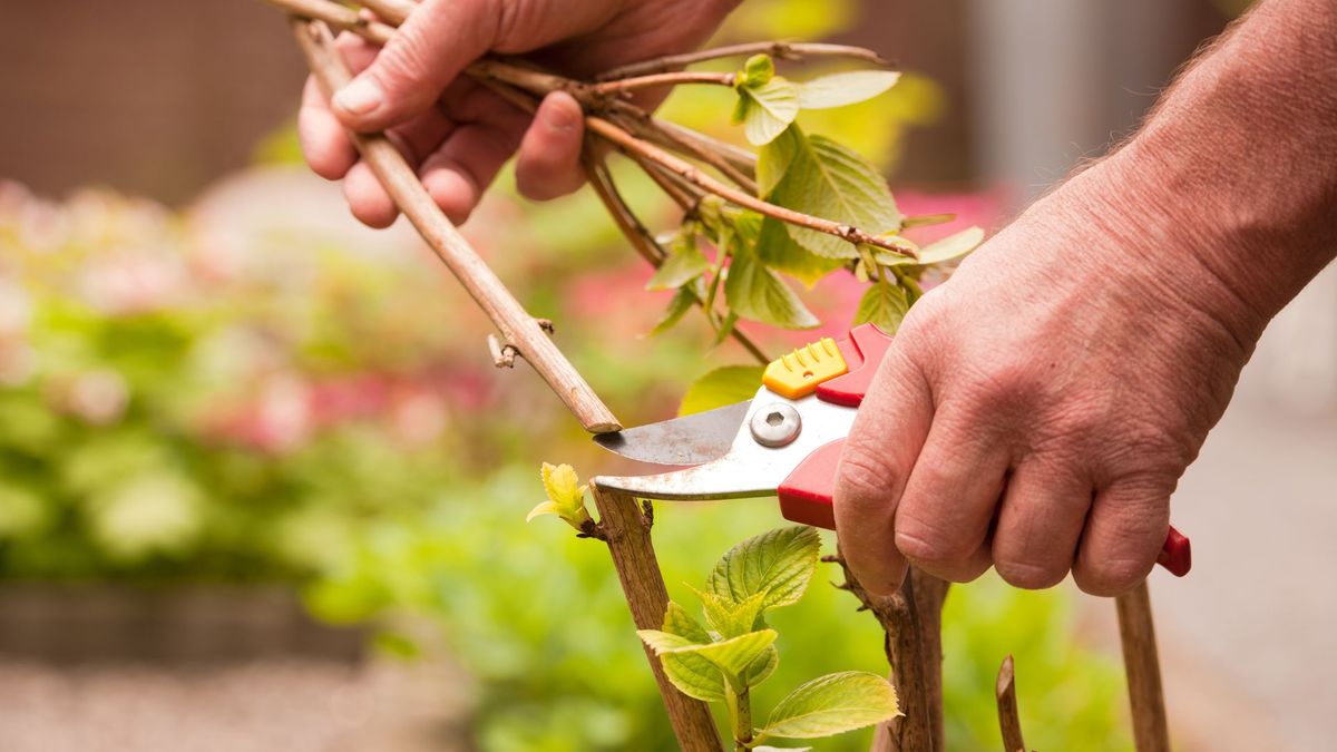 Vingersnoeiers,Vingertoppen Snoeien | Professionele Tuin Siliconenmessen Vingerplukken Voor Het Trimmen Van Tuingroente Wees Ook Je Goehulp Keuken Firulab