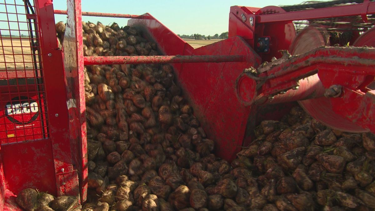 Uitvinding uit Wierum haalt bieten, aardappels en uien schoon van nat land