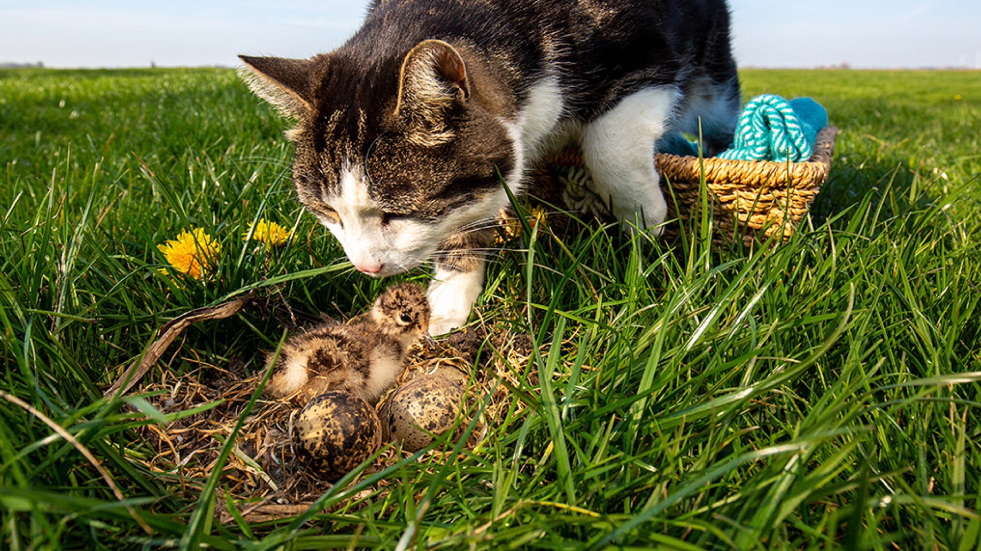 In byld út de jierlikse kampanje om katten binnen te hâlden yn de maitiid