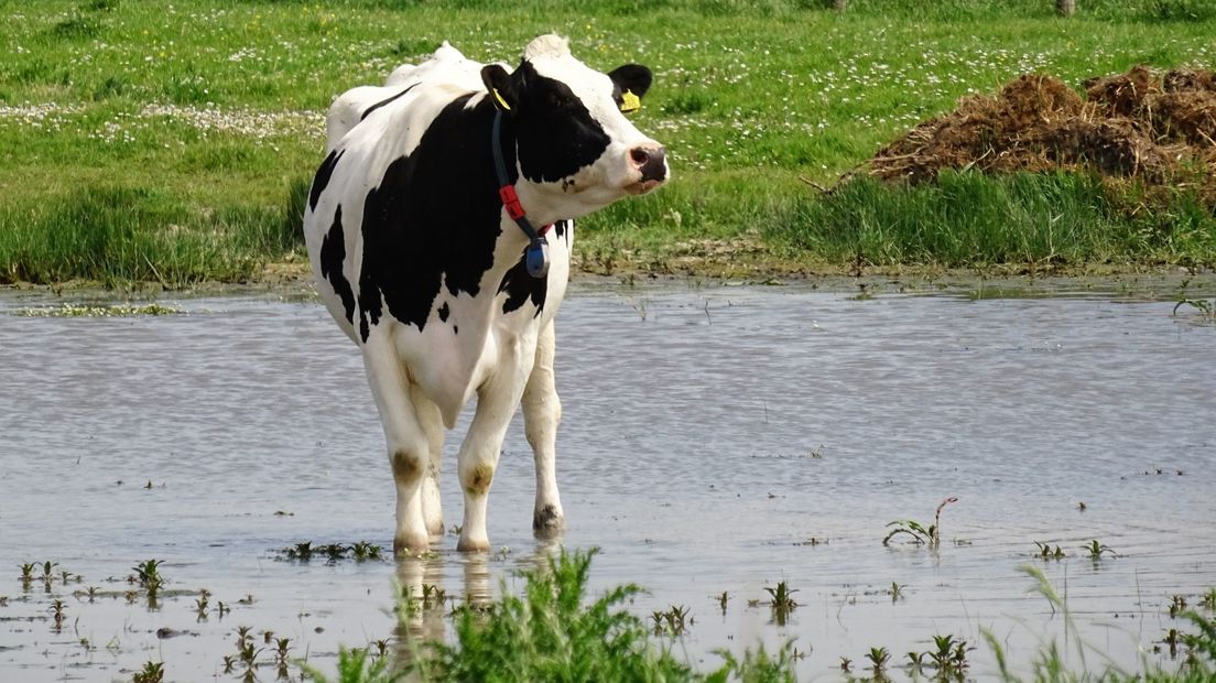 'Ontsnapte koeien waren in paniek, ze zijn dwars door de omheining gevlogen'