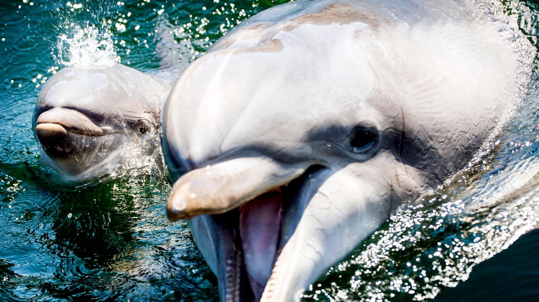 Een pasgeboren dolfijntje met haar moeder in Dolfinarium.