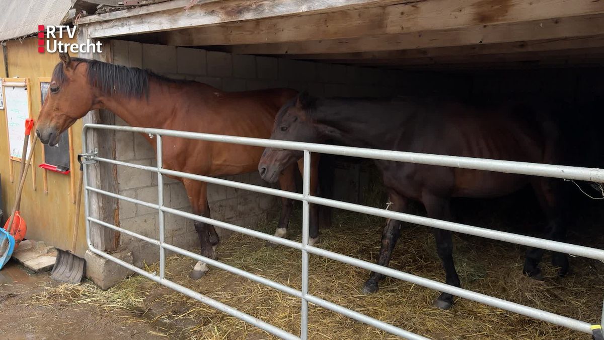 Paarden verwond in Langbroek: 'Lijkt op een wolvenaanval'