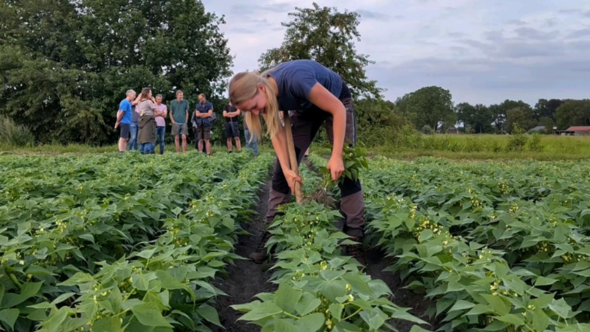Akkerbouwer Marriël Edzes op het sperziebonenveld, tijdens de geslaagde oogst van vorig jaar