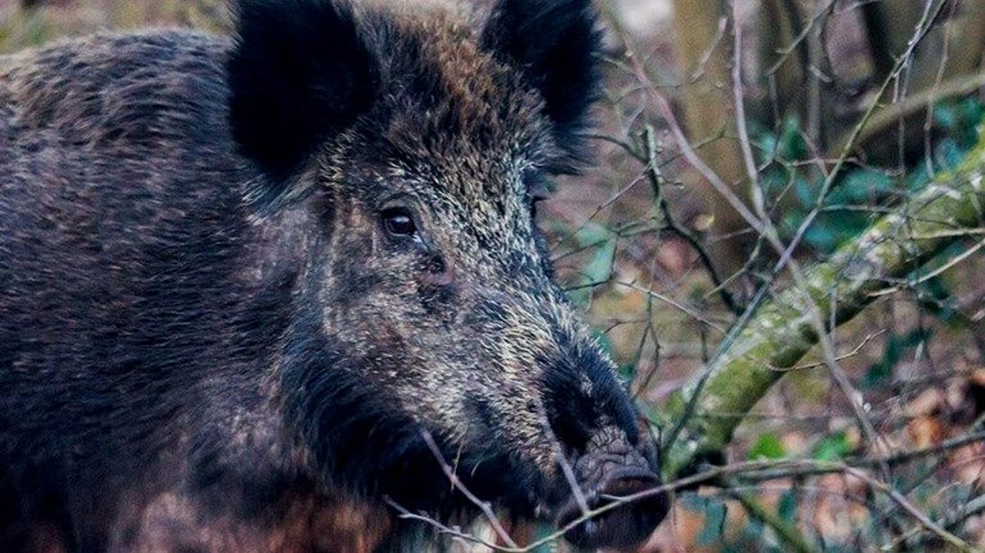 Wilde zwijnen krijgen buikpijn van eikels