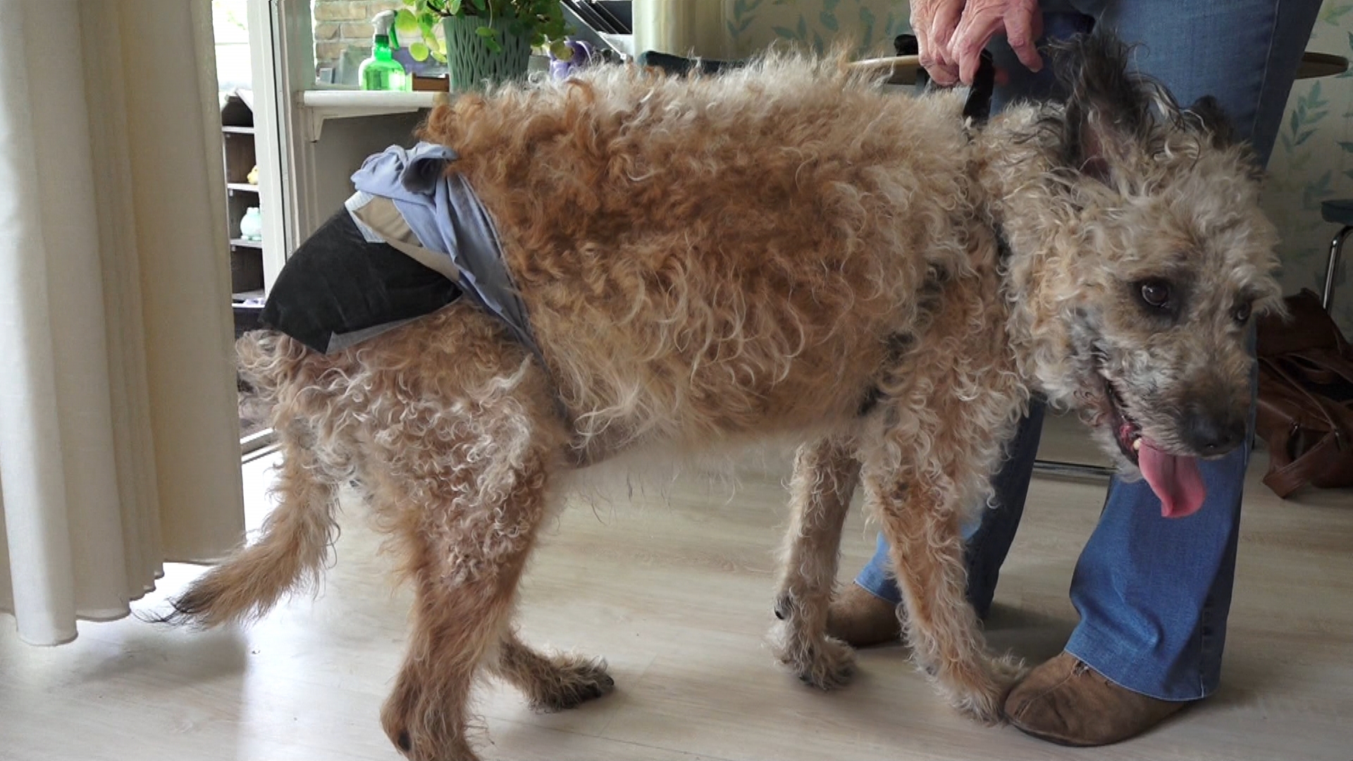 Geen luier meer voor hond Robbie, lift Stadskanaal gerepareerd