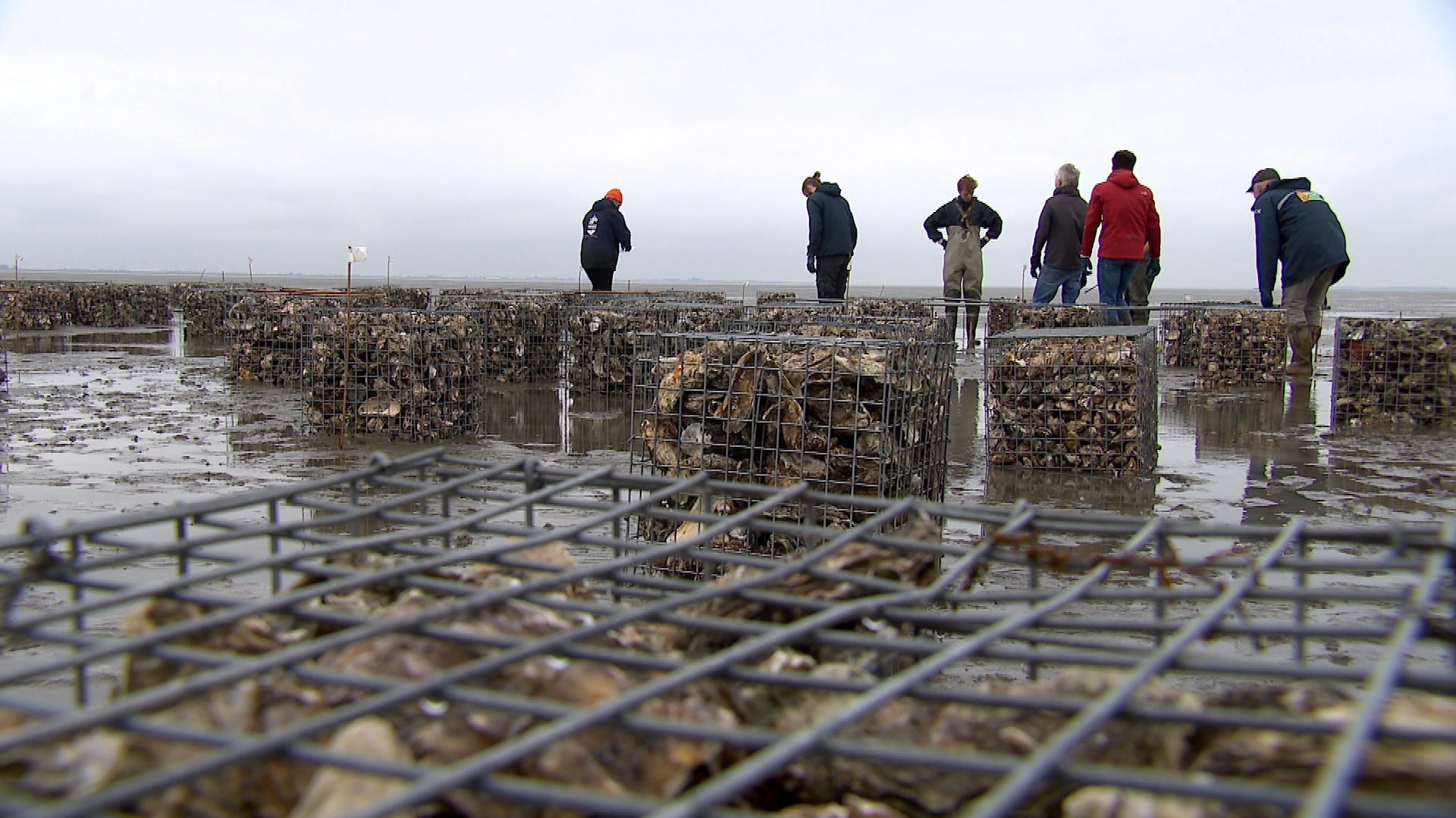 De onderzoekers hopen dat de korven helpen het zand vast te houden