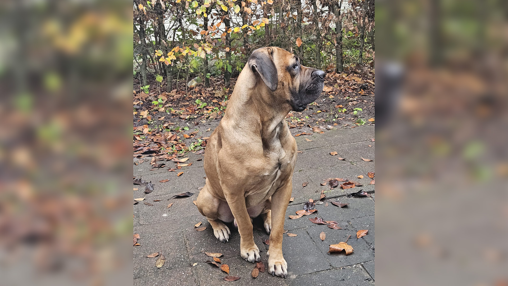 Vader en zoon ruziën over hond Matcho: 'Hij is mijn vader niet meer'