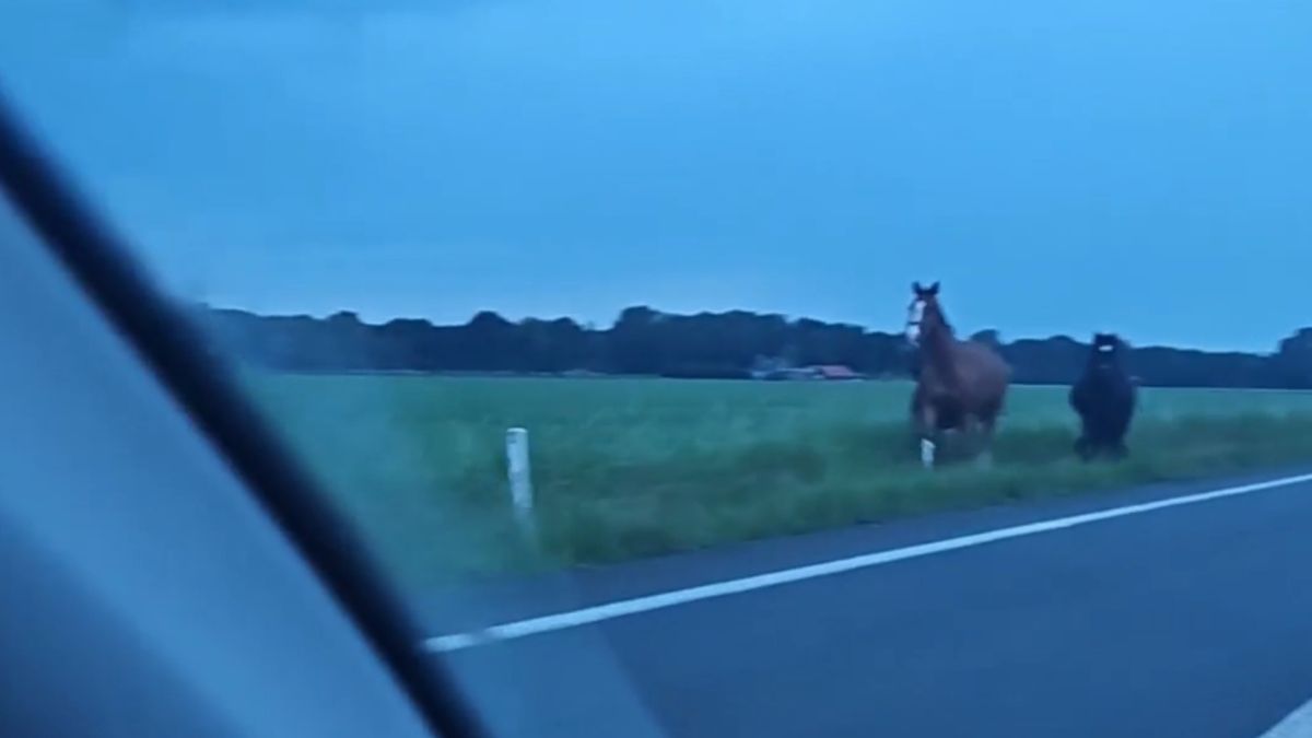 112-nieuws: Steekpartij in Ter Apel • Ontsnapte paarden langs N33 in Zuidbroek