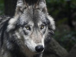 Bijna anderhalve ton voor waarschuwingssysteem bij wolven