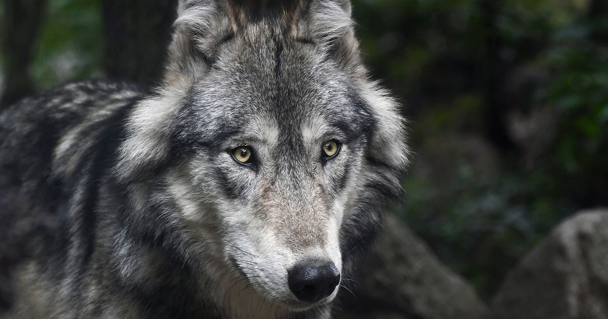 Bijna anderhalve ton voor waarschuwingssysteem bij wolven