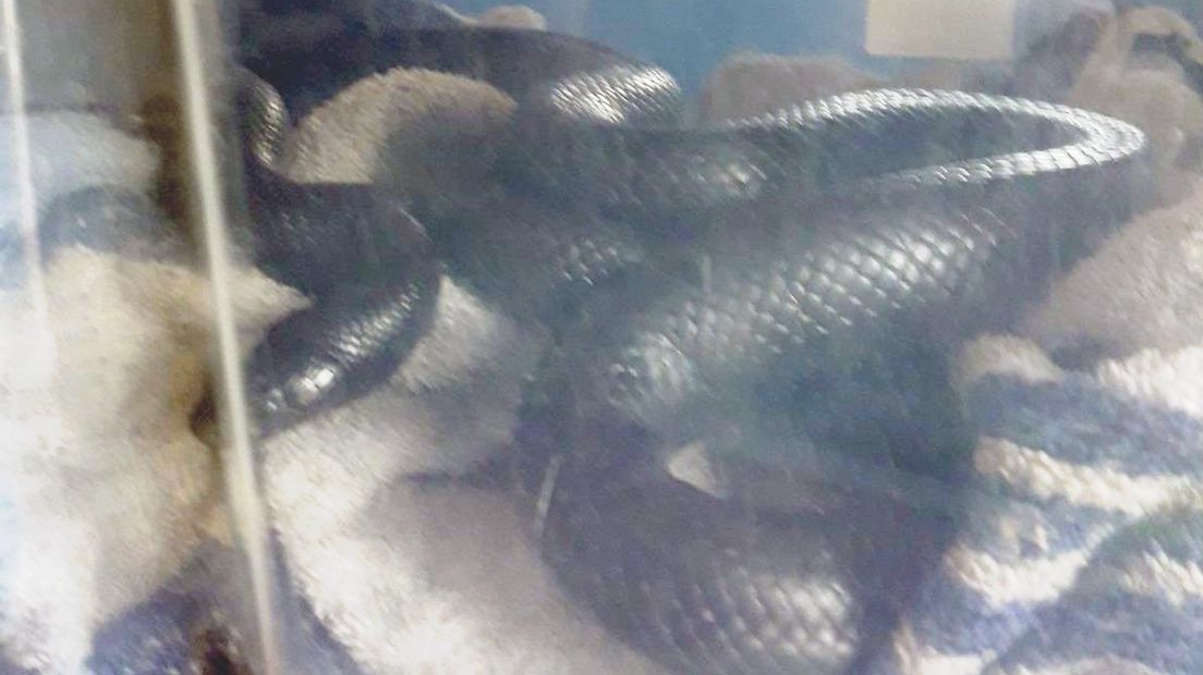De in Westdorpe gevangen slang wordt veilig vervoerd in een plastic doos