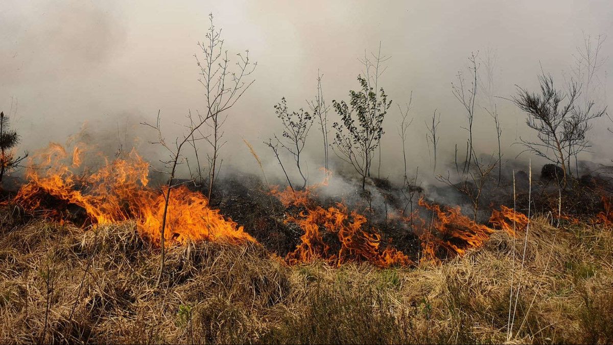 Veerkracht van de natuur na Meinwegbrand is groot
