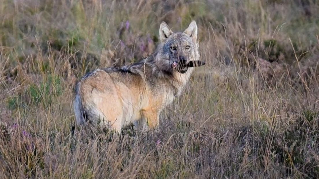 Een wolf op de Veluwe.